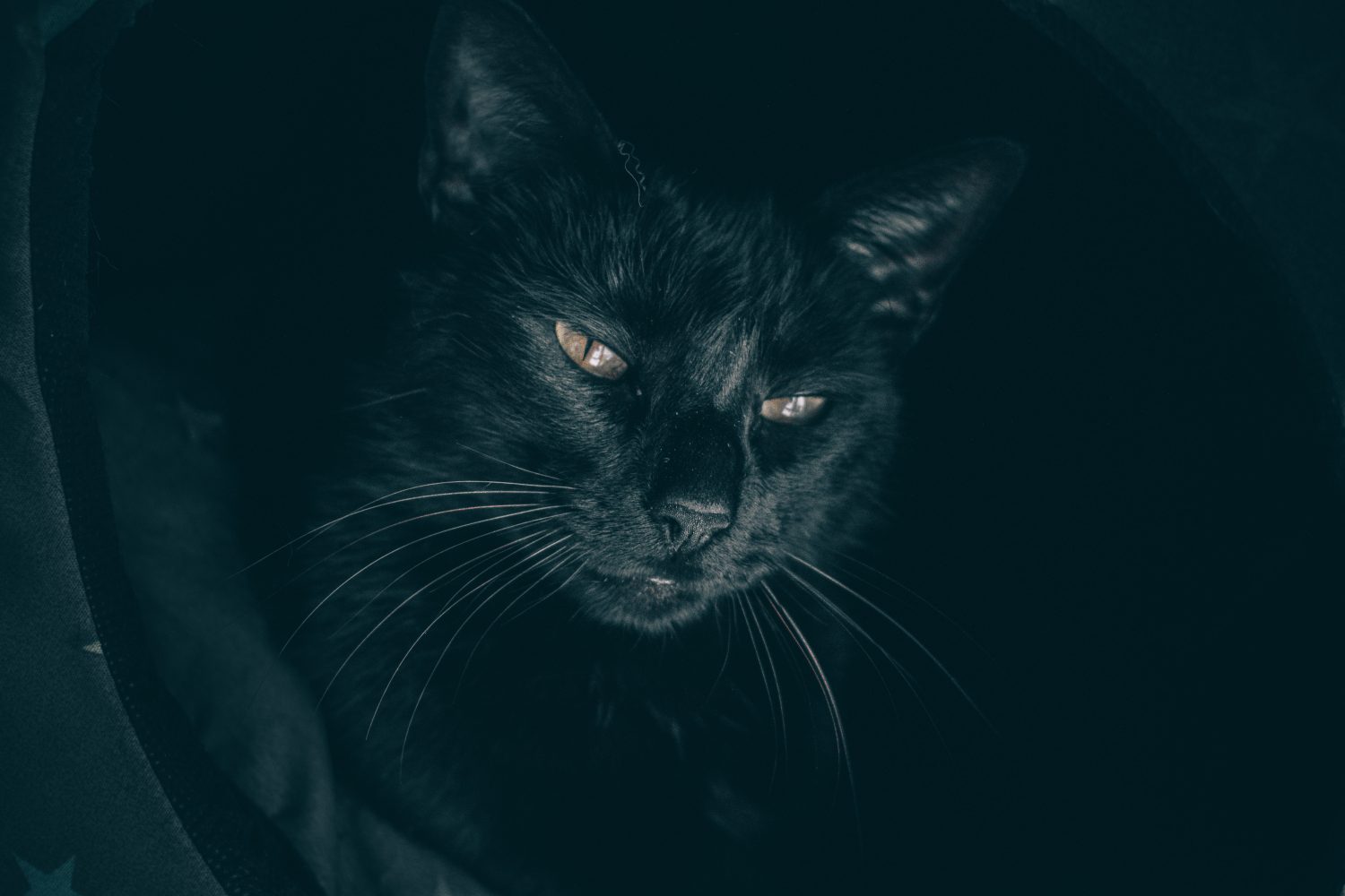 Brilliant Black Cats for Black Cat Awareness Month